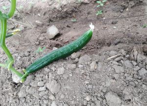 Краставици